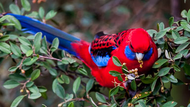 Birds