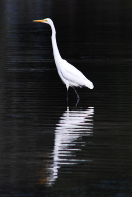 SL6_3387.jpg