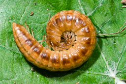 SLG_0987.jpg