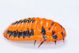 SLG_1480.jpg