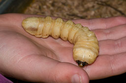 Insects