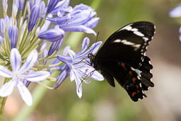 SLG_9217.jpg