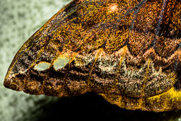 _SGI0803-Edit.jpg