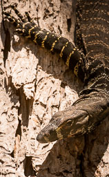 Reptiles
