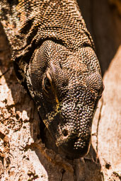 SGI_8702.jpg