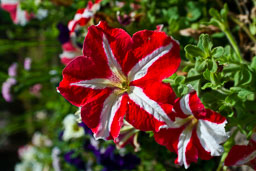 SLG_0061.jpg