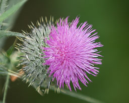 SLG_3164.jpg