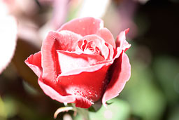 Flora