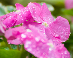 Flora