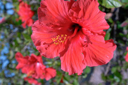 Flowers
 Hero