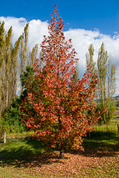 SLG_4484.jpg