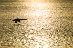 SLG_8650.jpg